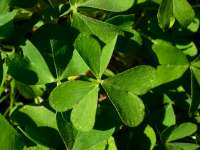 Close-up of Shamrocks, March 17, 
2004