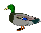 Duckboy